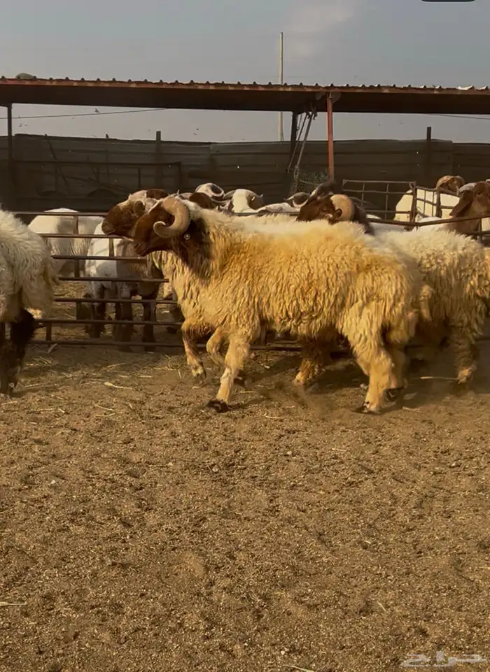 فحول نعيم مشروطه للبيع 4