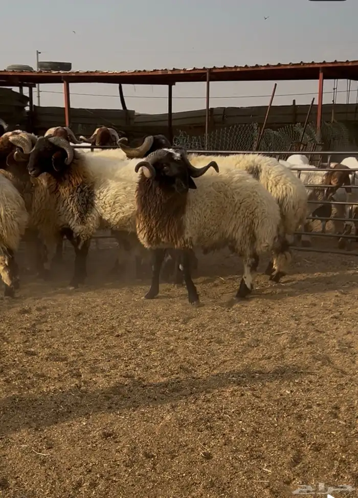 فحول نعيم مشروطه للبيع 8