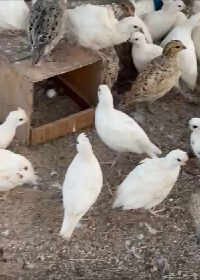 سمان بوب وايت 0