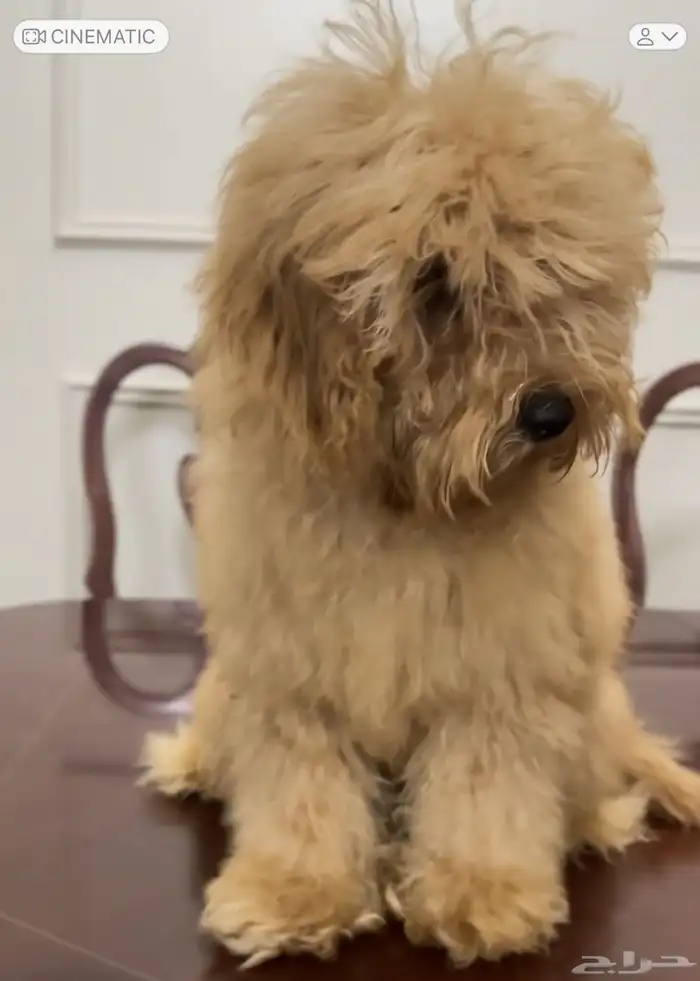 بودل ذكر للبيع 3