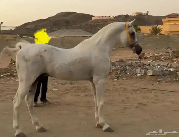 حصان واهو البيع شعبي حصان اصفر 0