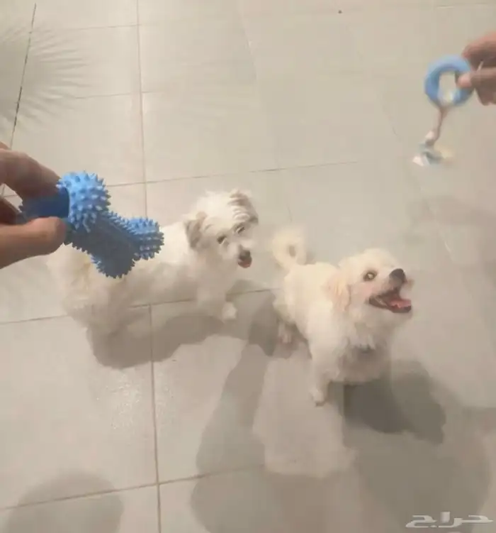 كلاب مالتيز للبيع 2