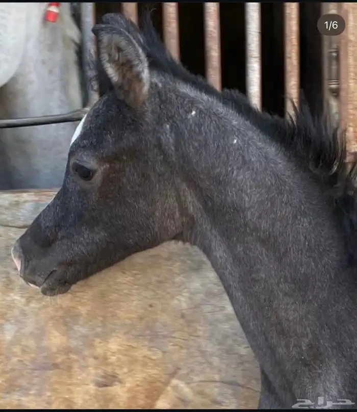 حصان عربي مكس 1