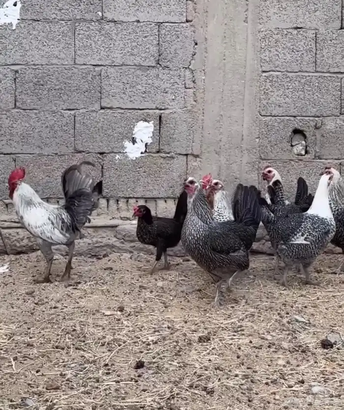 دجاج فيومي نادر 1