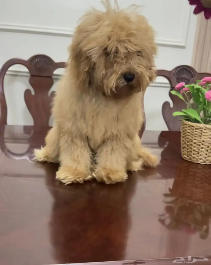 بودل ذكر للبيع 0