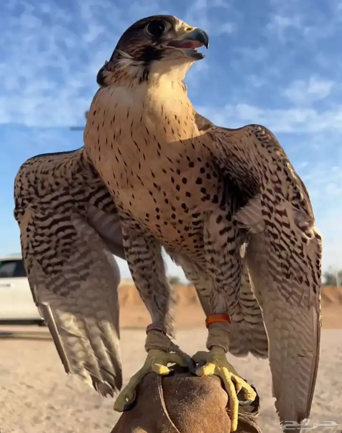 جير تبع للبيع 0