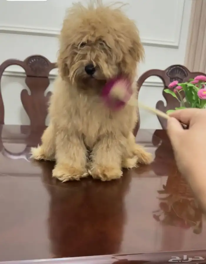 بودل ذكر للبيع 4