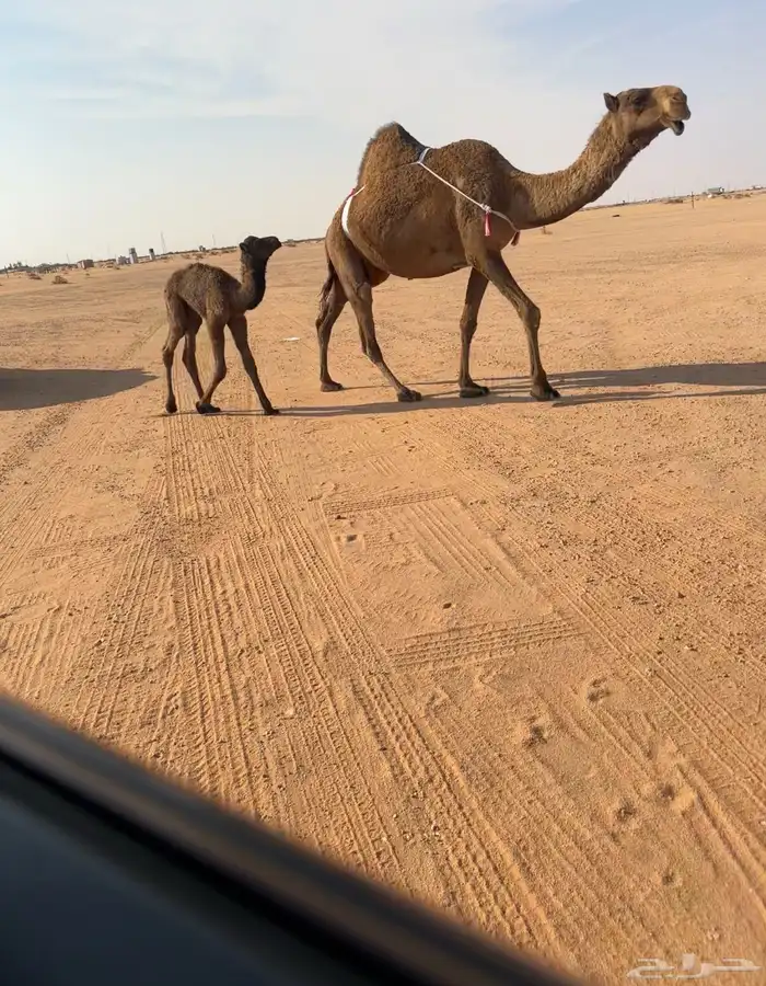 خلفه تحته بكره هديه 0