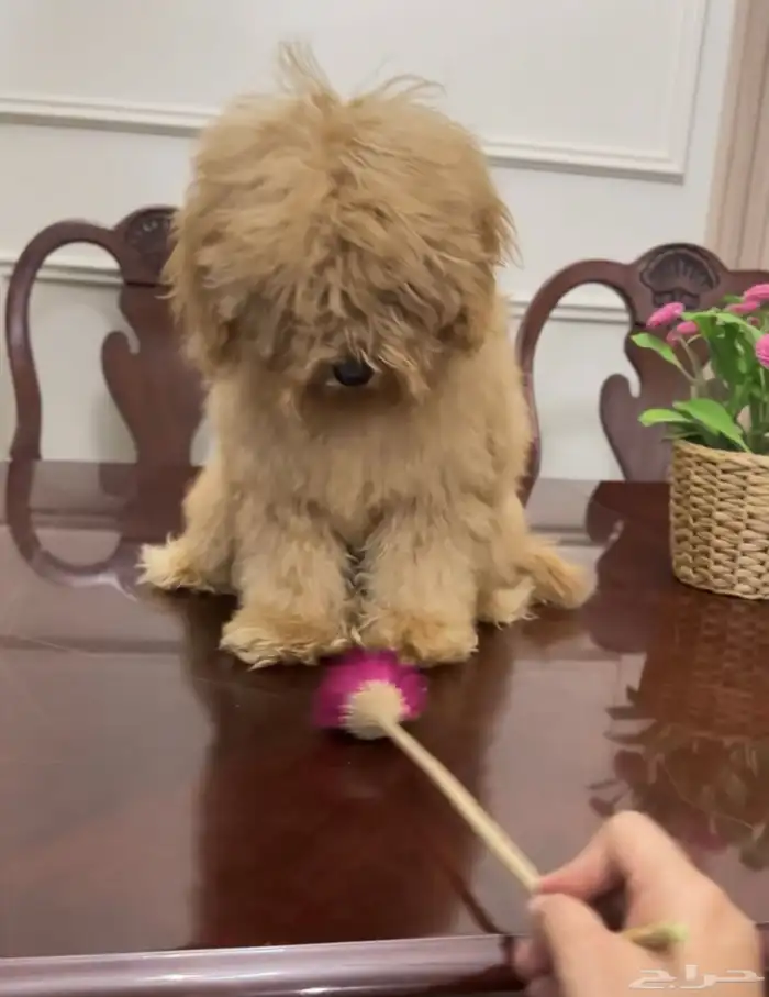 بودل ذكر للبيع 2