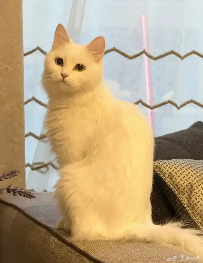 قطة شيرازية 1