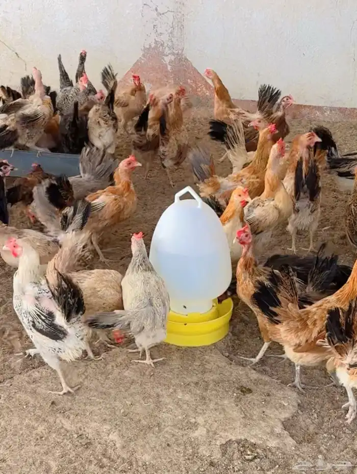 طيور بيت الزاجل 17