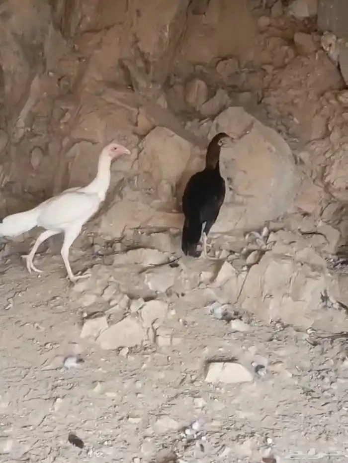 دجاج باكستاني   أصيل 2