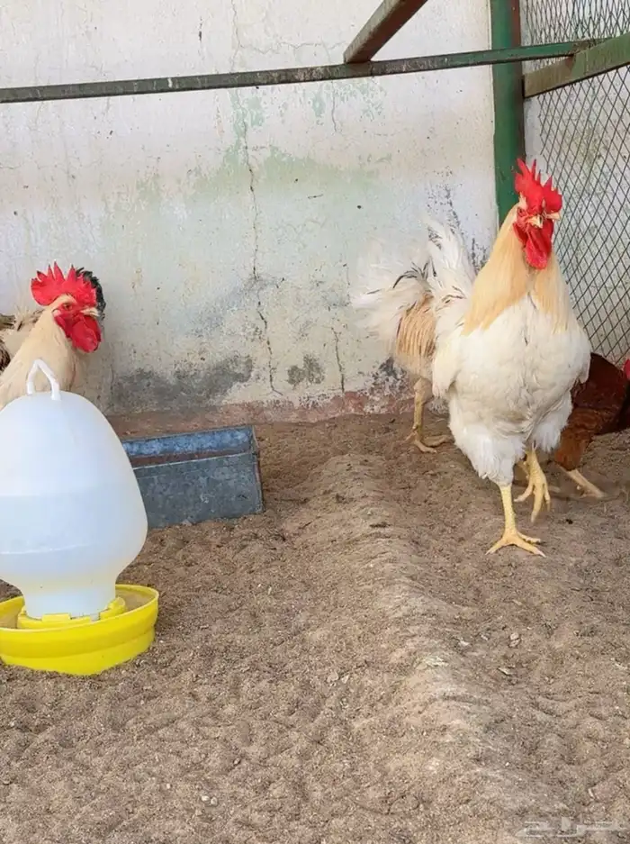 طيور بيت الزاجل 14