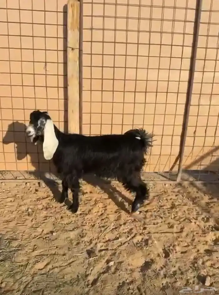 للبيع جفره 0