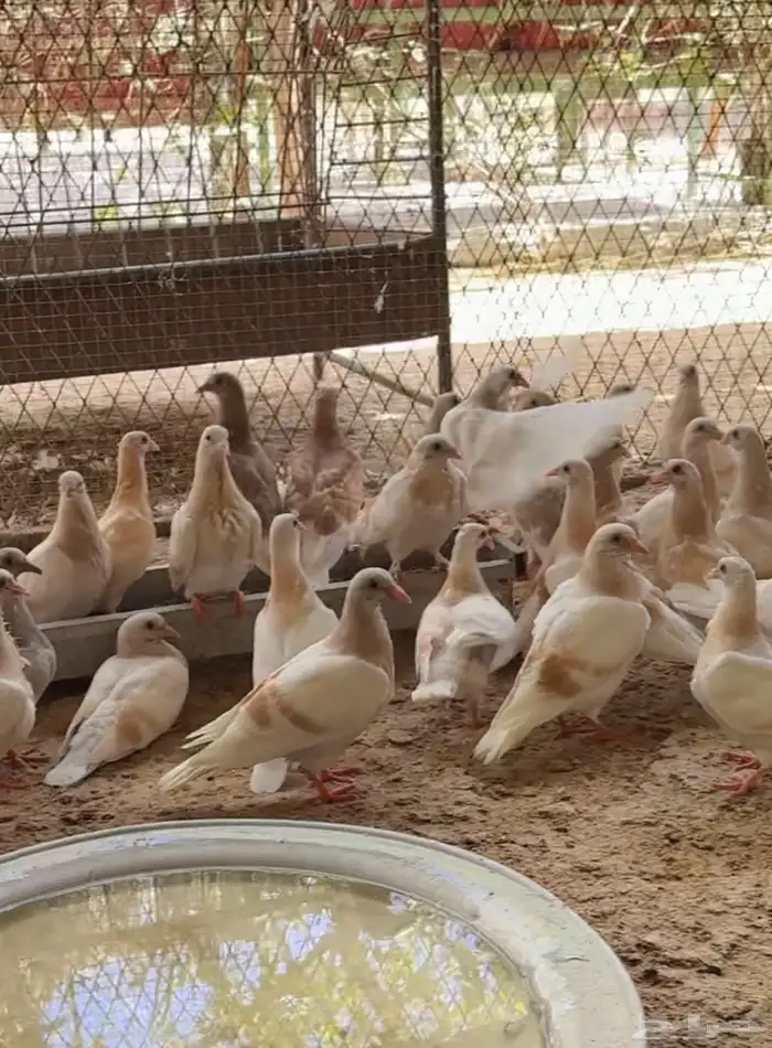 طيور بيت الزاجل 15