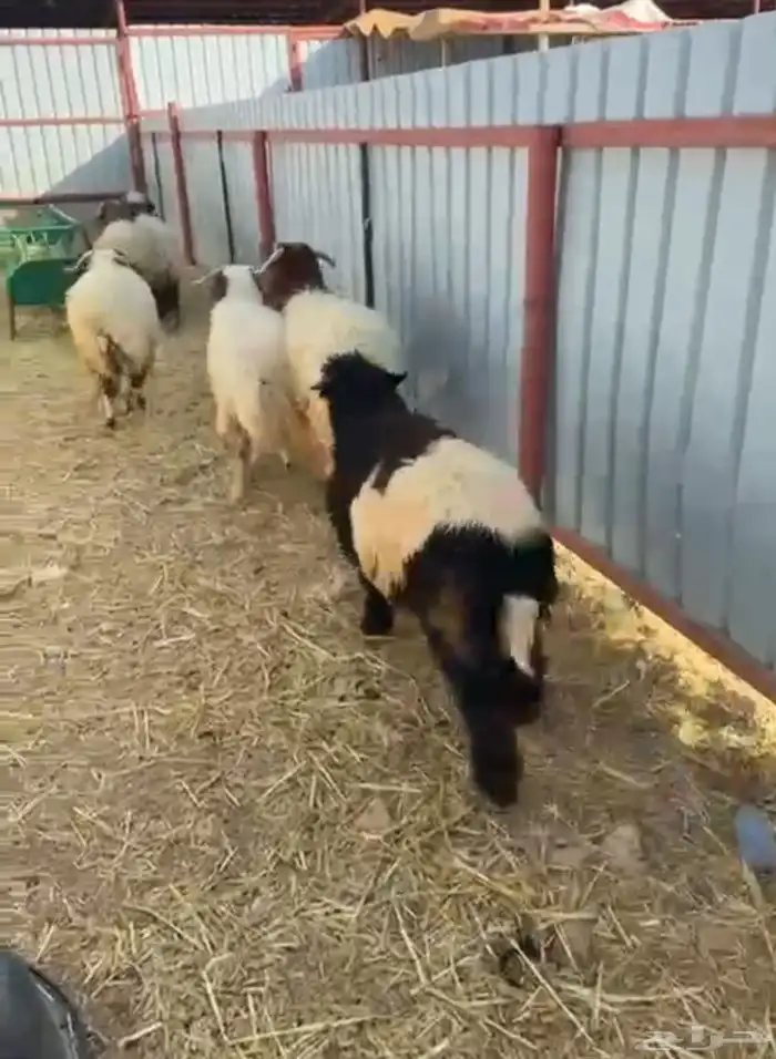 خرفان نعيم جبرة ومغلقة شحم 0