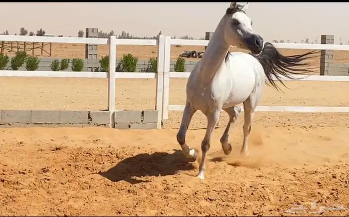 خيل واهو 3
