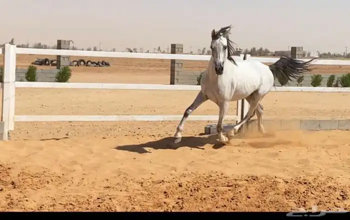 خيل واهو 2