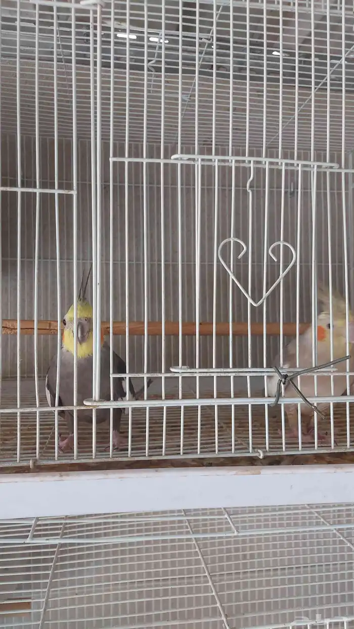 زوج كروان منتج شرط 2