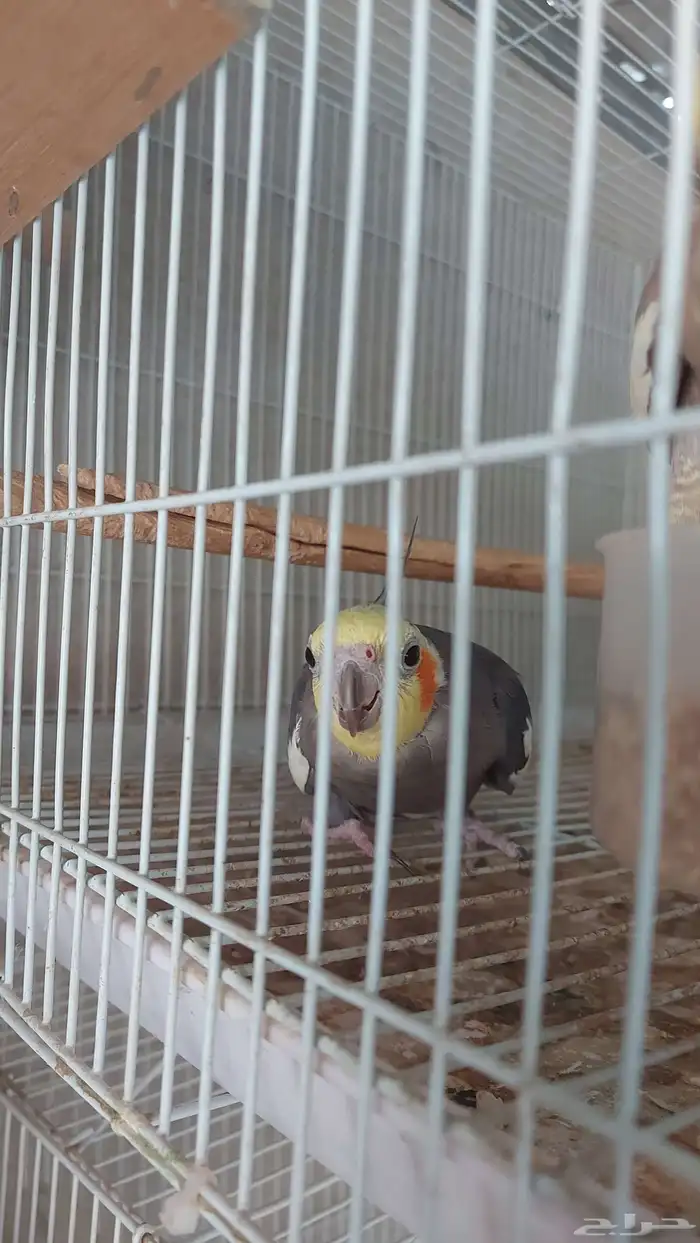 زوج كروان منتج شرط 1