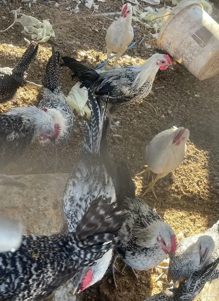 دجاج فيومي 5