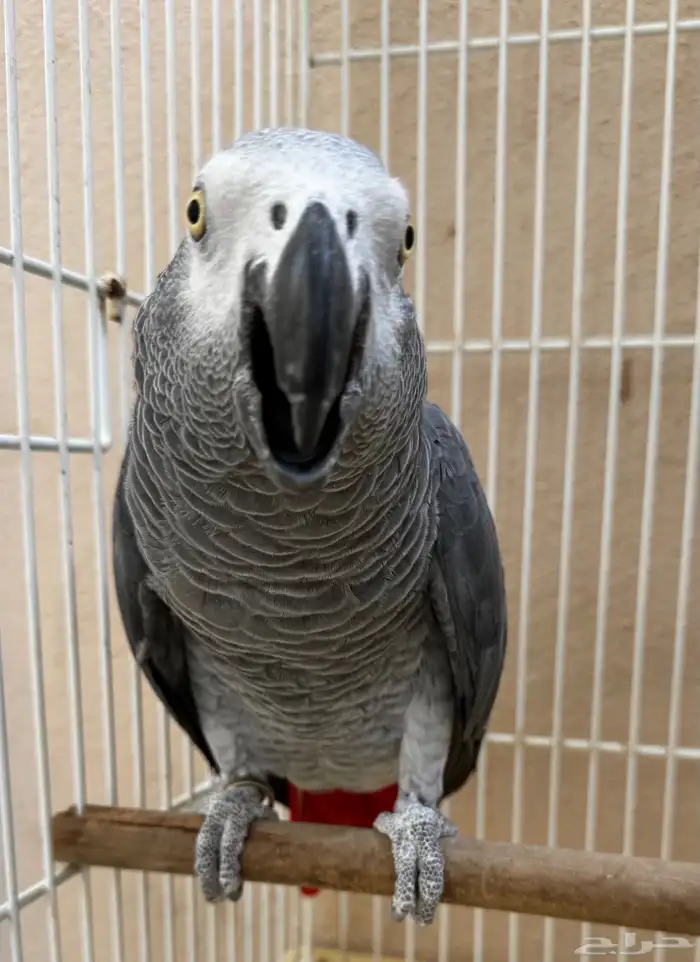 ذكر كاسكو منتج 2