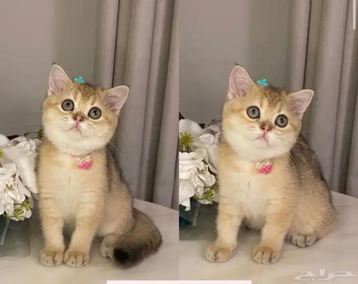 قطه سكوتش فولد انثى 0