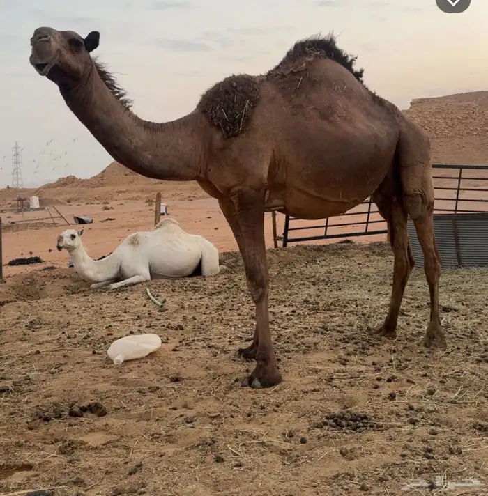 ناقه ميت ولدها فيها ديد خربان والباقي سليمه 0