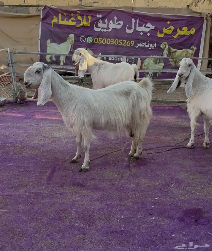 ثلاث معزاء مشاريك فاخره بيض جم دفيع 0