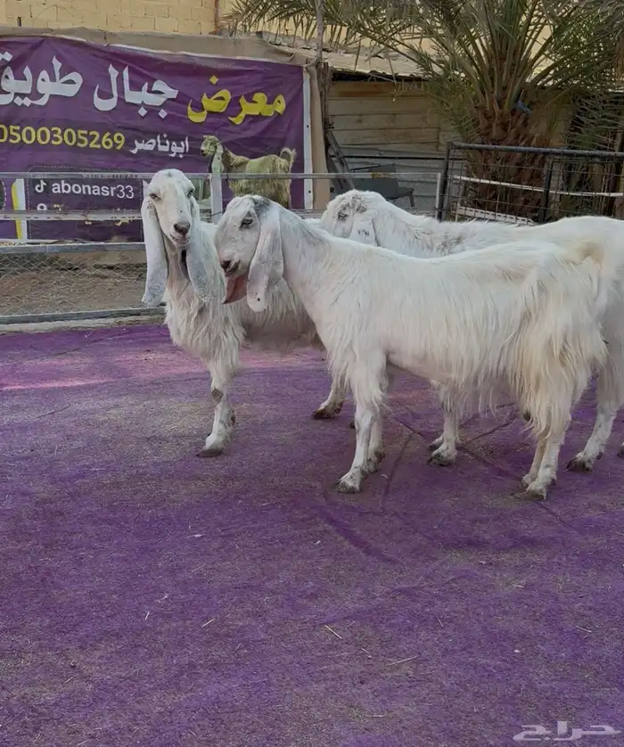 ثلاث معزاء مشاريك فاخره بيض جم دفيع 3