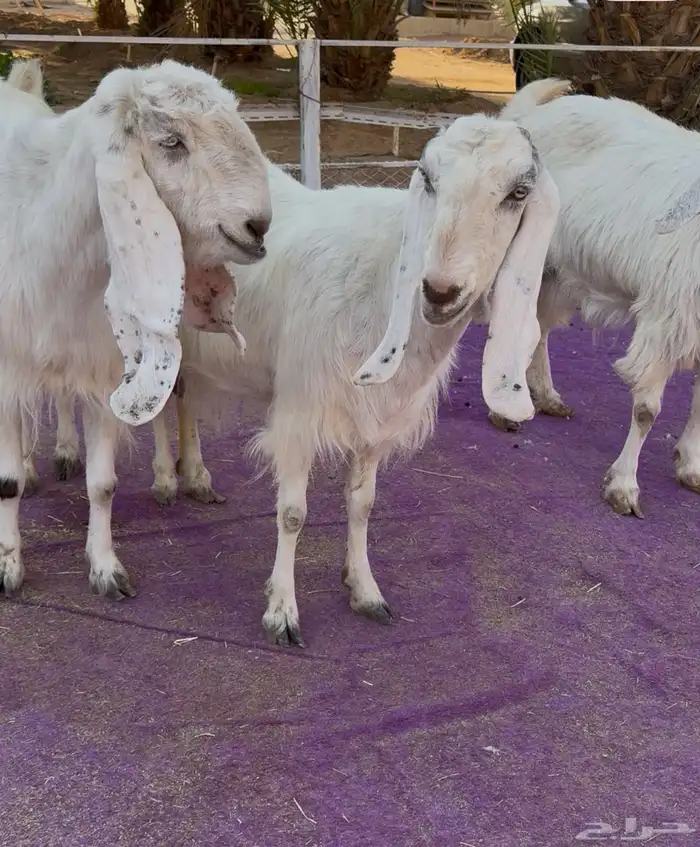 ثلاث معزاء مشاريك فاخره بيض جم دفيع 5