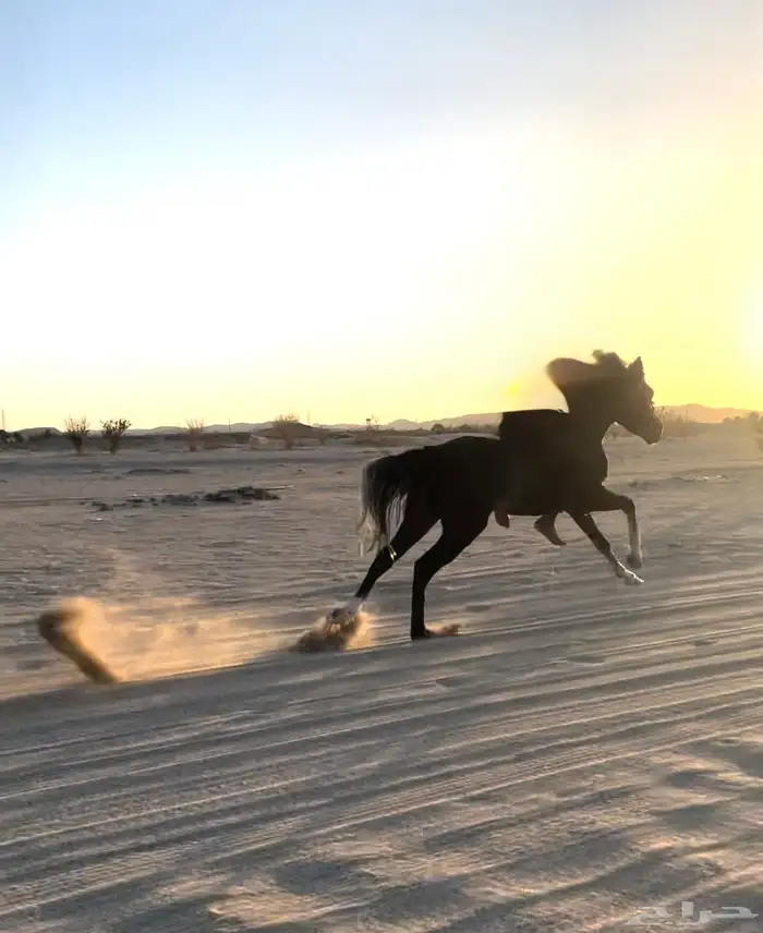 مهر شعبي سبوق سبوق لتعدونه يهل السبق 3