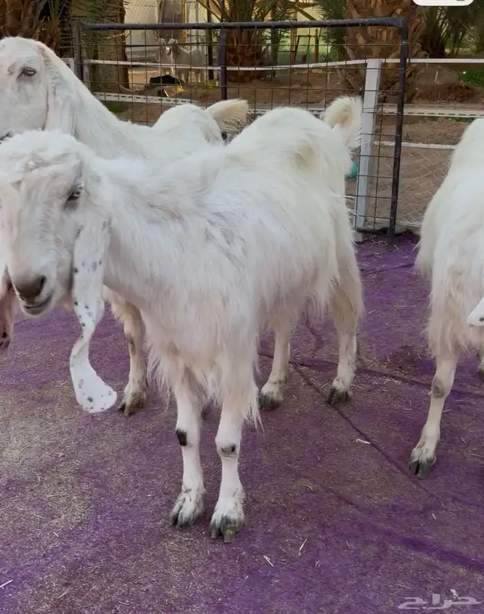 ثلاث معزاء مشاريك فاخره بيض جم دفيع 4