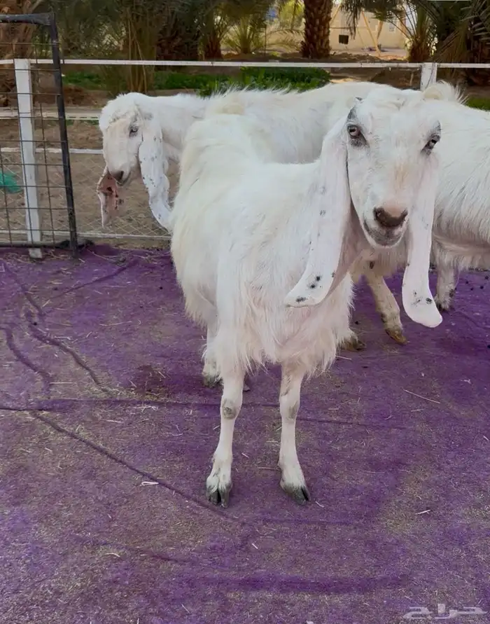 ثلاث معزاء مشاريك فاخره بيض جم دفيع 6