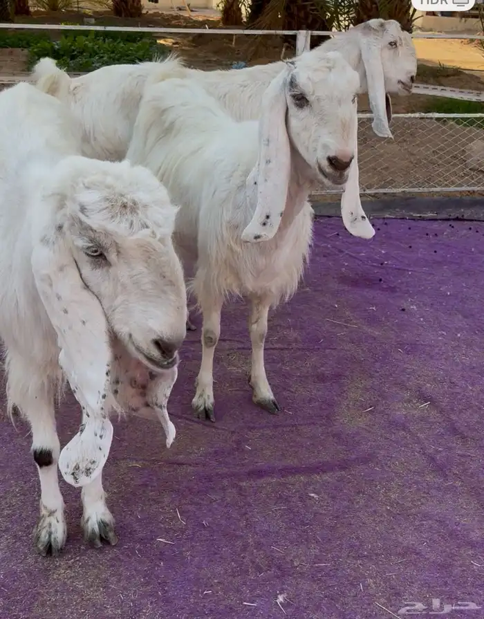 ثلاث معزاء مشاريك فاخره بيض جم دفيع 7