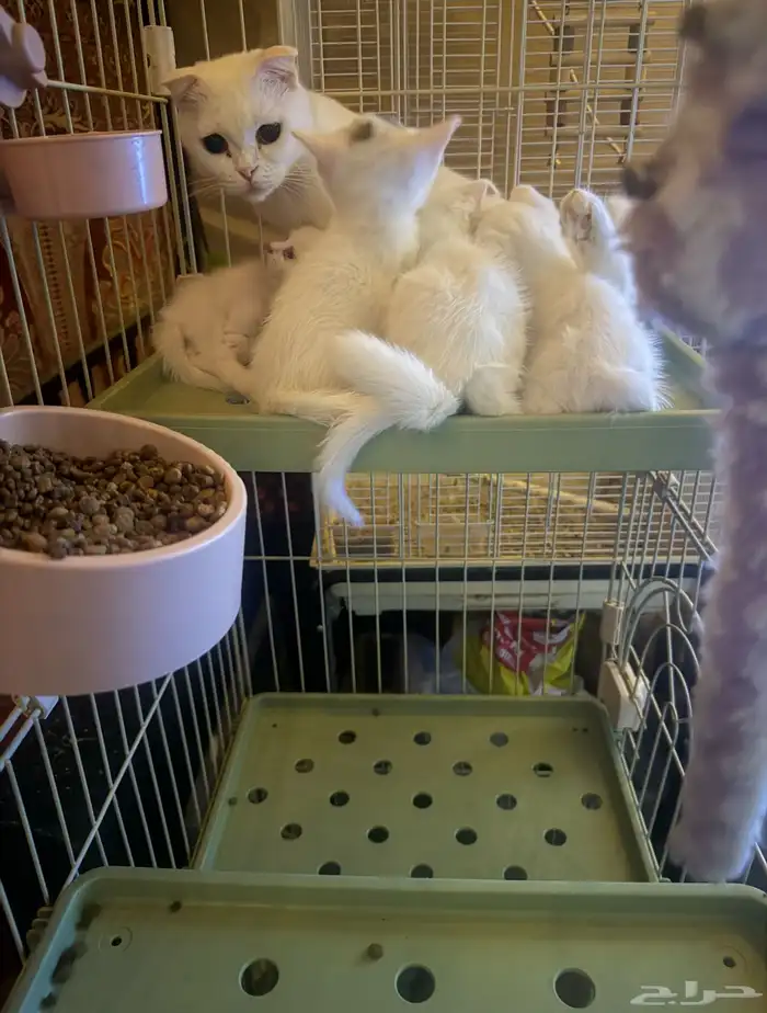 قطط اسكوتش صغيره دبل فلوت 200 ريال فقط 1