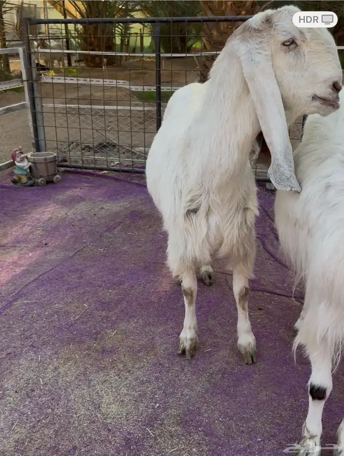 ثلاث معزاء مشاريك فاخره بيض جم دفيع 2