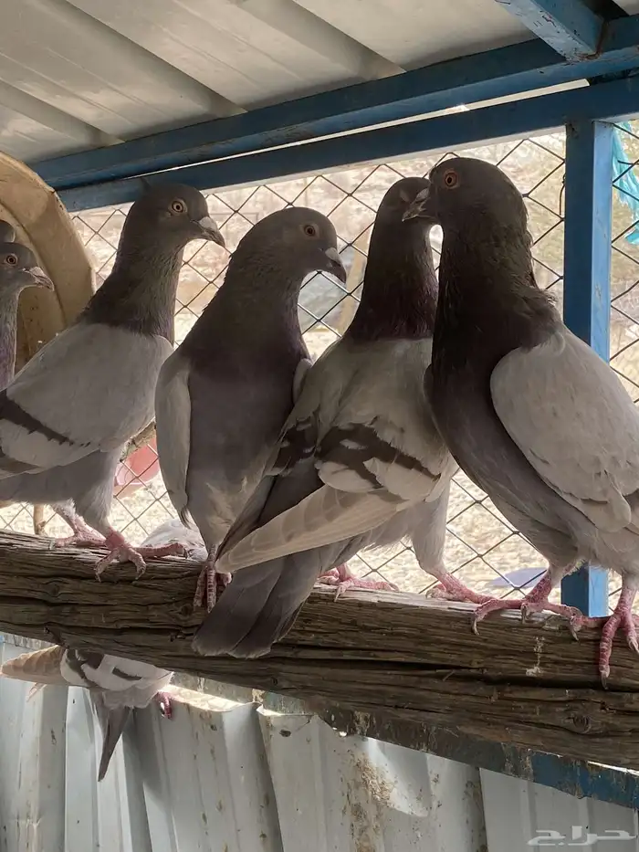 تم البيع الله يبارك لرعيه 7