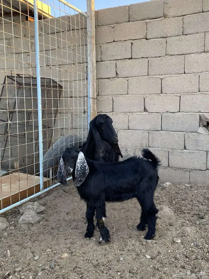 عنز خلفه قارح طيبه تحتها تيس ذبيحة 0