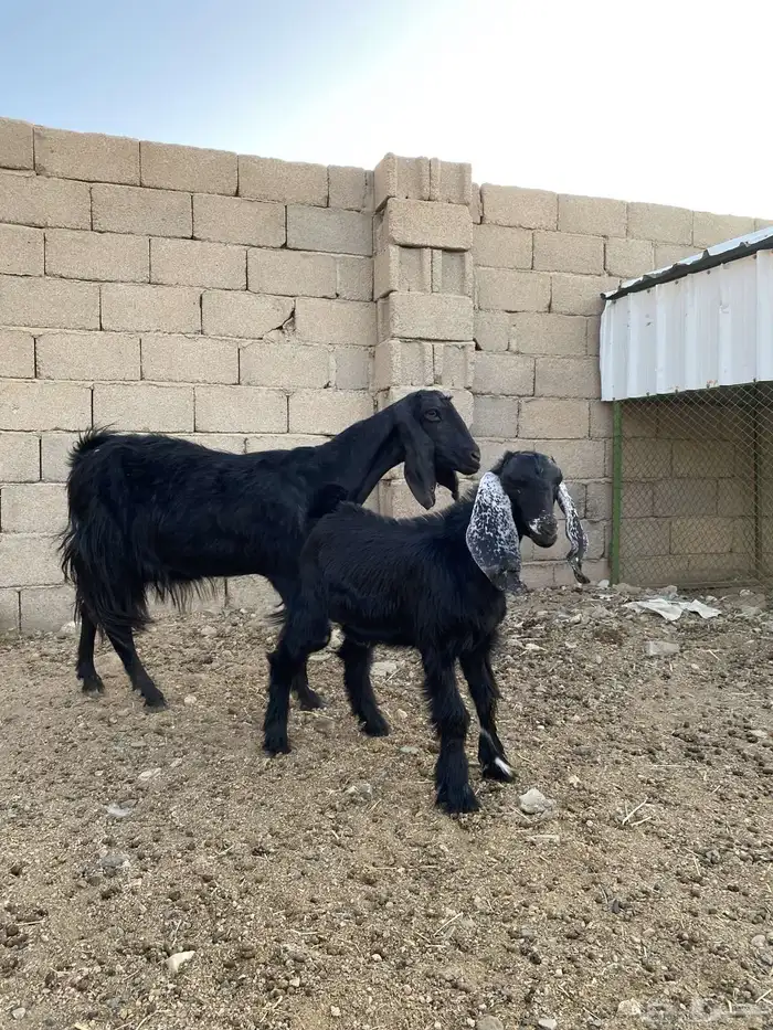 عنز خلفه قارح طيبه تحتها تيس ذبيحة 1