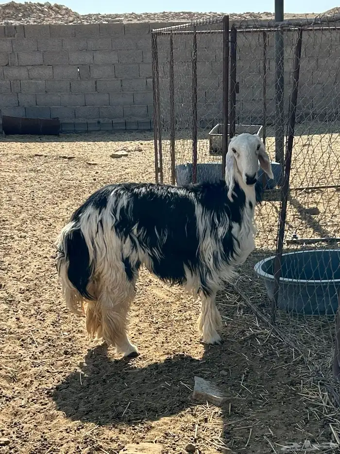 نجديه ثنيه دافع شرط 2