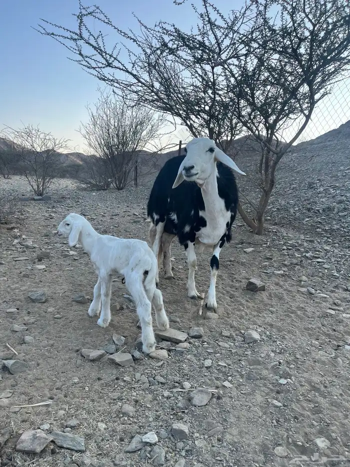 رخل جذعه تحتها خروف 3