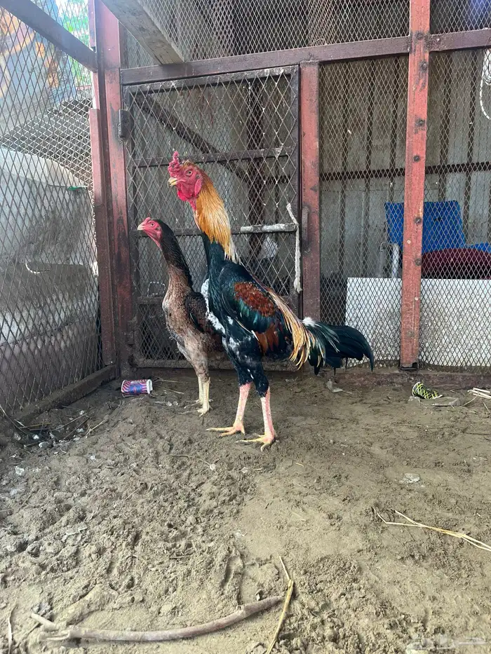 شامو يباني 1