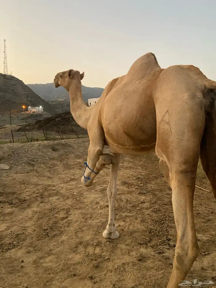 ناقه اركيه للبيع 1