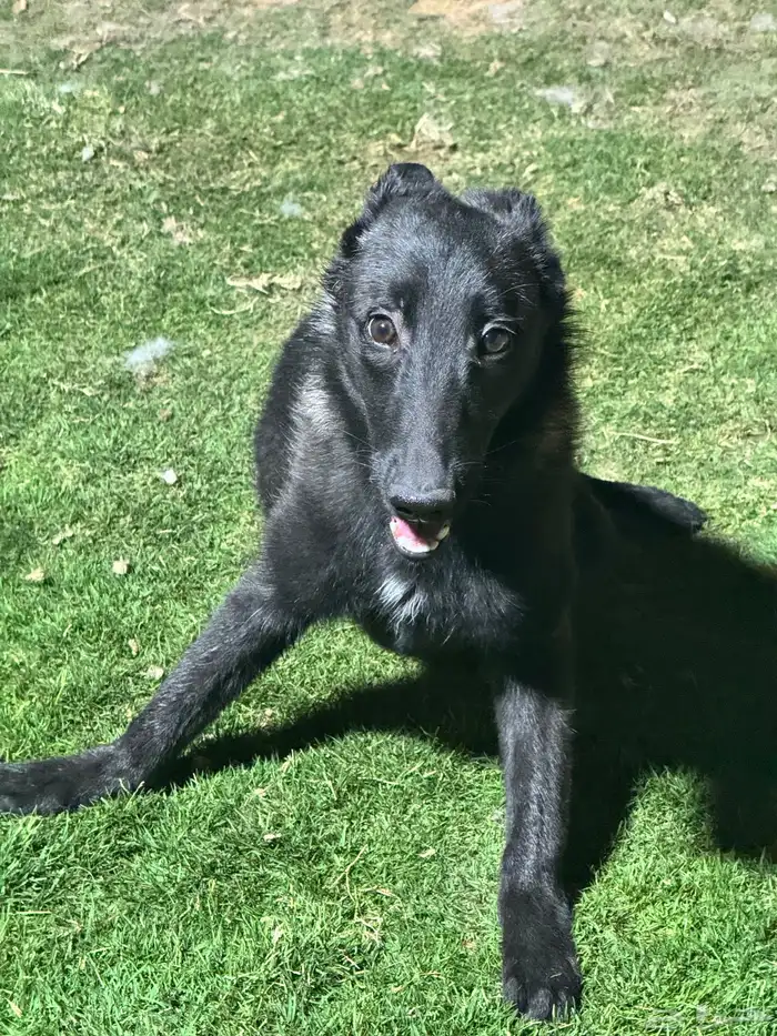 مالينو للتبني 8