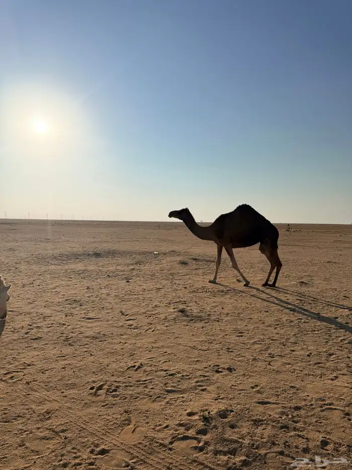 ناقه ساحليه للبيع معزول ولدها قبل 10 ايام بالشبك 0