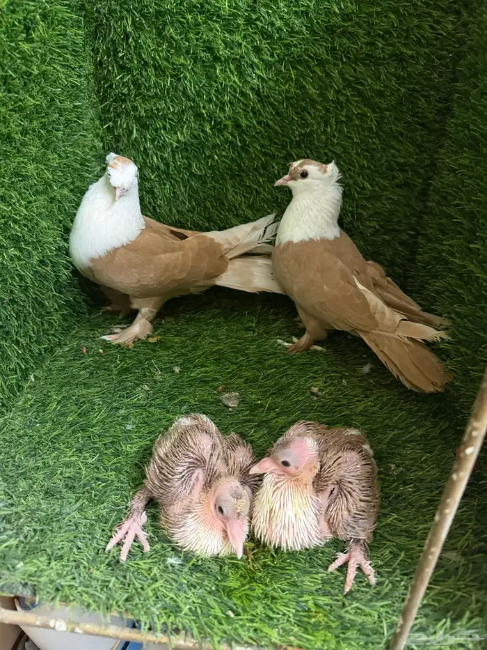 حمام لبناني 10