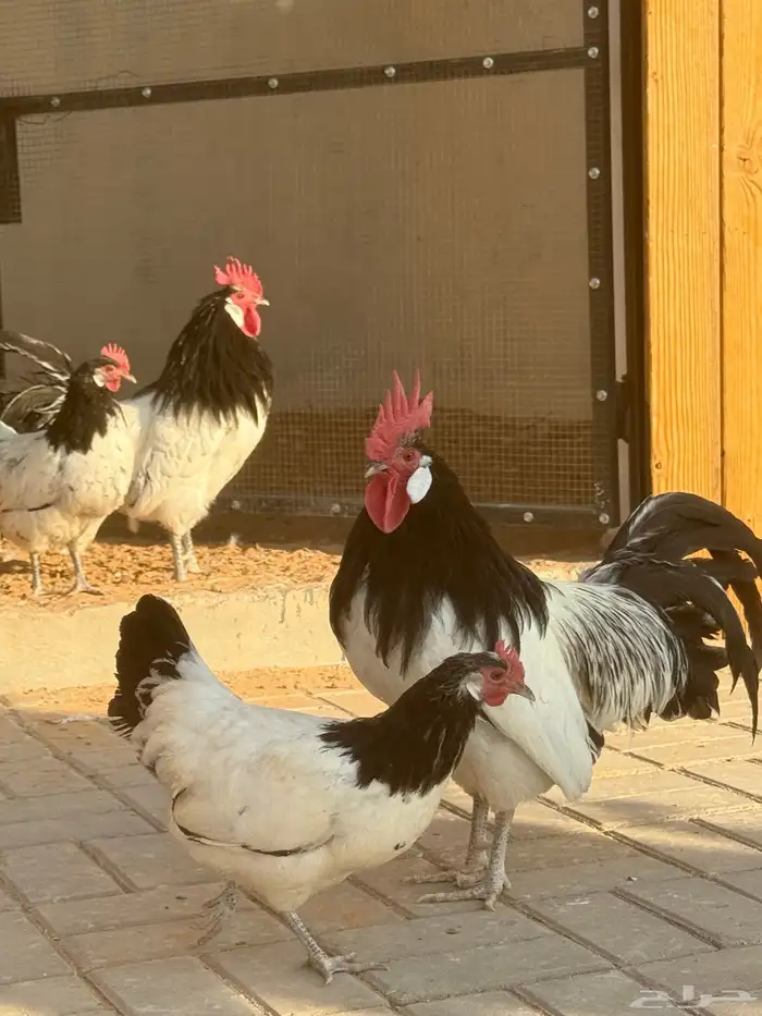 للبيع طقم دجاج لاكنفلدر لكنفلدر سلالة المانية(راجع اعلاناتي) 3