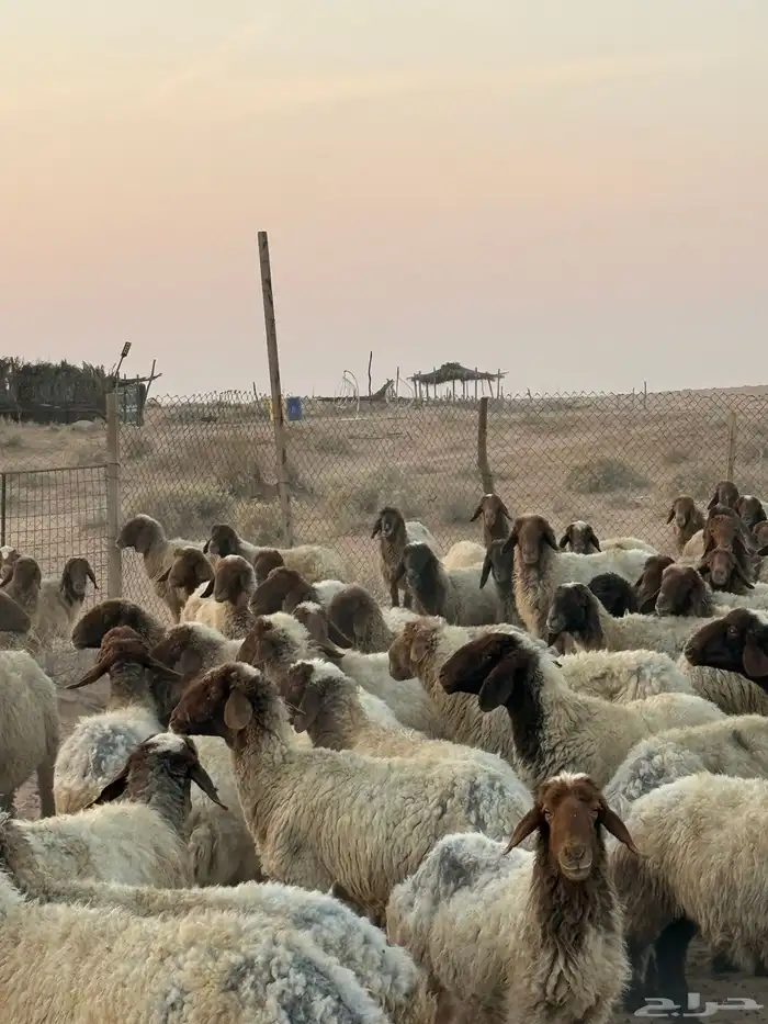 غنم مراح واحد مواليد العدد حدود 150 12