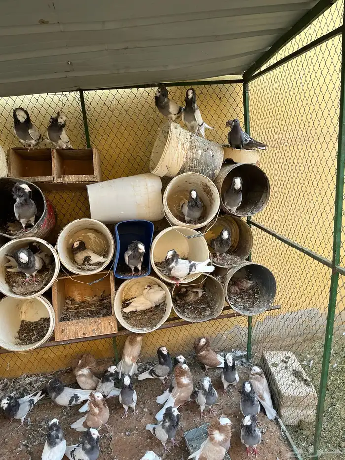 اجواز بلجيكي 4